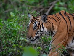 20211002175238 Nagarhole National Park tiger